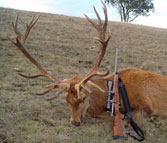 Trophy of Red Stag