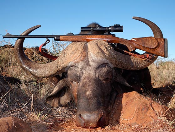 cape buffalo taken with African rifle 404 Jeffery