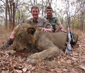 Kilimanjaro custom rifles lion trophy shot