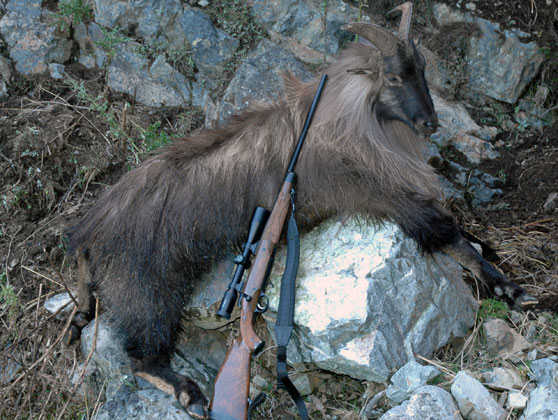 Erik Eike with Chamois on steep cliffs