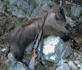 Erik's first Tahr