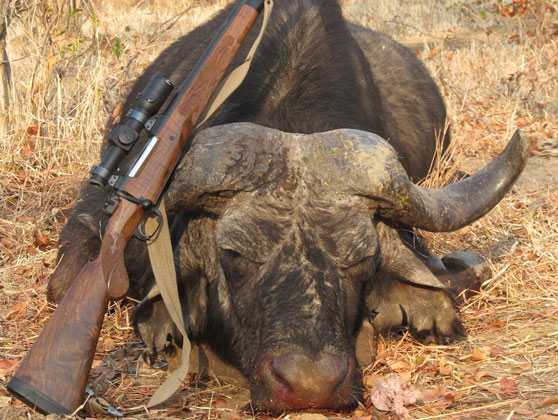 kevin doctari robertson's cape buffalo