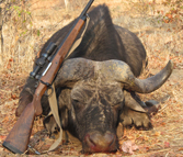Dr. Kevin Doctari Robertson's Cape Buffalo